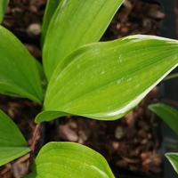 Polygonatum fulcatum 'Variegatum'